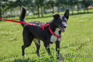 Дополнительные фото: Ночка - очень добрая и очень своя. Та, с кем легко и радостно каждый день.