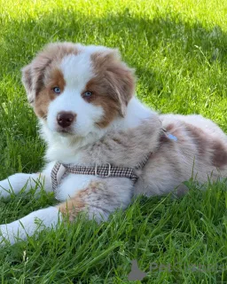 Фото №1. австралийская овчарка - купить в Антверпен за договорная. Объявление №167038