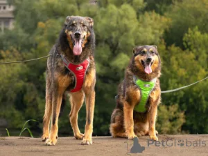 Фото №2 к объявлению №152308 о продаже беспородную - купить в России частное объявление