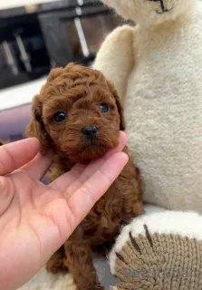 Фото №1. пудель (той) - купить в Лондонский Сити за Бесплатно. Объявление №157432