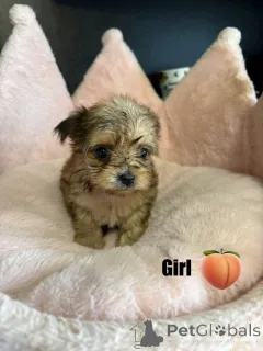 Дополнительные фото: Потрясающий помет Чорки