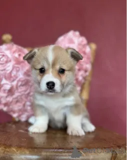 Дополнительные фото: Малыши вельш-корги