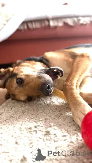 Дополнительные фото: Пес Семен ищет новый дом!