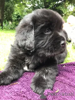 Фото №1. ньюфаундленд - купить в Флемал за 46384₽. Объявление №159438