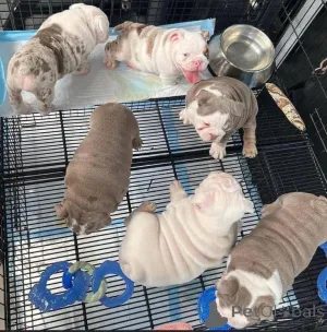 Фото №2 к объявлению №157880 о продаже английского бульдога - купить в Германии из приюта, заводчик