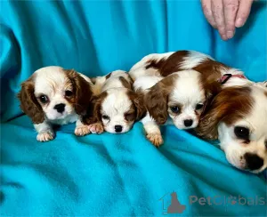 Фото №1.  - купить в Böbingen за 32468₽. Объявление №154608