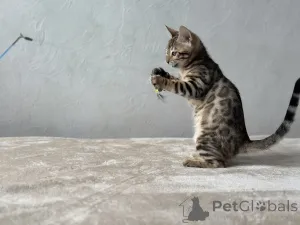Дополнительные фото: Мраморная Бенгальская кошка