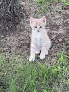 Фото №3. Мужской котенок - 1/4 Мэн Кун - 9 недель. США