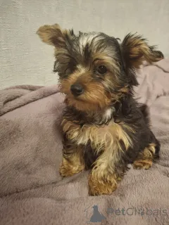 Дополнительные фото: Чистокровные щенки Йокрширского Терьера. 