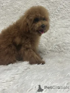 Дополнительные фото: Female toy poodle/ 8.5 months