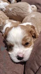 Дополнительные фото: Чистокровные щенки Кавалер-Кинг-Чарльз-Спаниель.