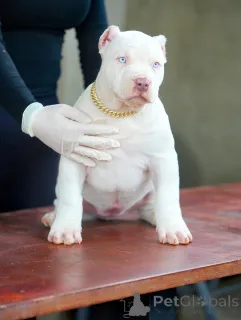 Фото №3. Милое, умное и полное блеска сердце Новы сияет так же ярко, как звезды..  Германия