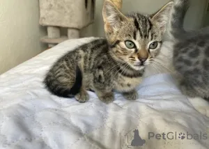 Фото №2 к объявлению №161179 о продаже манчкин - купить в Германии заводчик