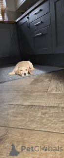 Фото №2 к объявлению №160860 о продаже бигля - купить в Нидерландах частное объявление