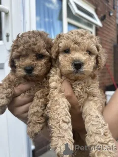 Фото №1. пудель (той) - купить в Юлих за договорная. Объявление №162383