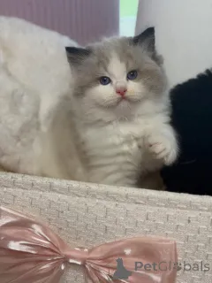 Фото №3. Передайте привет Луне, нашей милой маленькой принцессе, игривой, любящей и. Швейцария