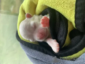 Фото №3. Мальтийская болонка.  Россия