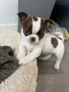 Фото №4. Продажа чихуахуа в Берлине частное объявление, из приюта - цена 51022₽