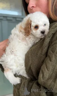 Фото №3. Aceşti pui de Cavalier King Charles Spaniel de Calitate.  Румыния