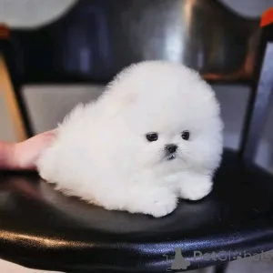 Фото №1. померанский шпиц - купить в Хельсинки за 26960₽. Объявление №160942