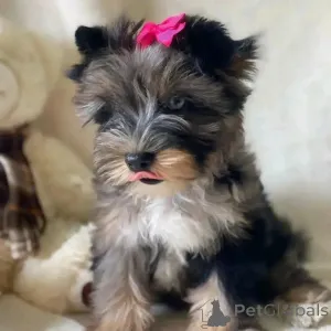 Фото №3. Познакомьтесь с Бентли, нашим крошечным принцем с большим сердцем и еще большей.  Германия