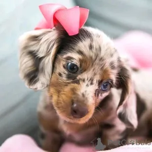 Фото №2 к объявлению №163623 о продаже таксу - купить в Финляндии частное объявление, из приюта