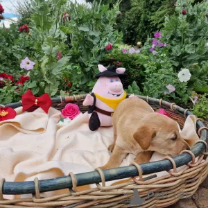 Фото №4. Продажа лабрадудля в Познани частное объявление - цена договорная