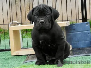 Фото №2 к объявлению №167785 о продаже кане-корсо - купить в Финляндии частное объявление