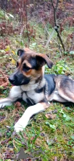 Дополнительные фото: Молодой пес Форест ищет семью.