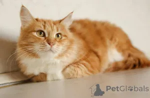 Фото №4. Продам  в Химках частное объявление - цена Бесплатно