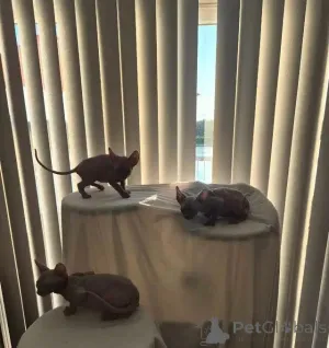 Дополнительные фото: Sphynx-Kätzchen