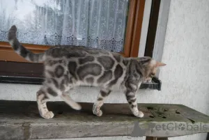 Фото №3. Красивые бенгальские котяти. Швейцария