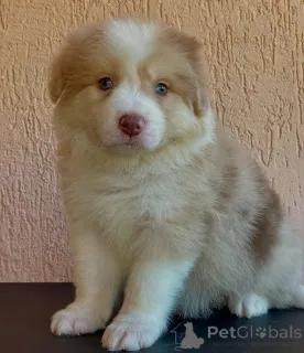 Фото №2 к объявлению №166822 о продаже бордер-колли - купить в Германии заводчик