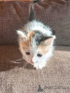 Фото №2 к объявлению №157032 о продаже  - купить в России частное объявление