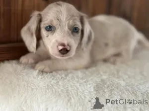 Дополнительные фото: Таксы, приученные к туалету