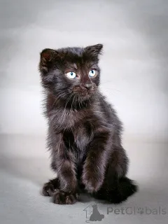 Фото №1.  - купить в Москова за Бесплатно. Объявление №155344