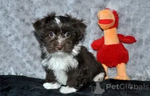 Фото №1. русская цветная болонка - купить в Дюссельдорфе за договорная. Объявление №161189