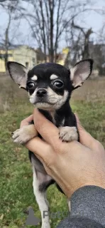 Фото №1. чихуахуа - купить в Белграде за договорная. Объявление №130815