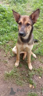 Дополнительные фото: Щенок Леся в добрые руки.