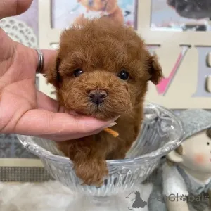 Фото №2 к объявлению №163133 о продаже пуделя (той) - купить в Финляндии частное объявление, из приюта