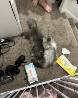 Фото №2 к объявлению №154213 о продаже манчкин - купить в Германии 