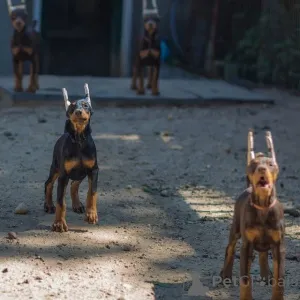 Фото №1. доберман - купить в Лейпциг за 83490₽. Объявление №146463