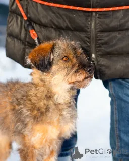 Фото №4. Продажа беспородную в Санкт-Петербурге частное объявление - цена Бесплатно