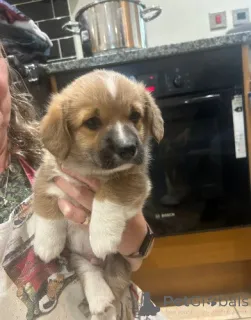 Фото №4. Продажа вельш-корги в Берлине заводчик - цена договорная