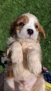 Дополнительные фото: мальчики Кавалер-Кинг-Чарльз-Спаниель