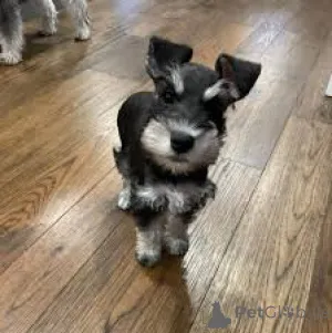 Фото №2 к объявлению №165707 о продаже цвергшнауцера - купить в Великобритании частное объявление, заводчик