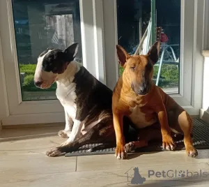 Дополнительные фото: Бультерьер ФЦИ