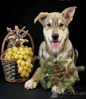 Дополнительные фото: Три щенячьх сердца ищут добрых хозяев