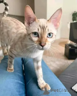 Фото №2 к объявлению №147420 о продаже  - купить в США заводчик