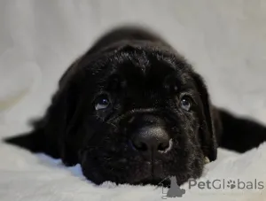 Фото №2 к объявлению №161323 о продаже акита-ину - купить в Австрии 